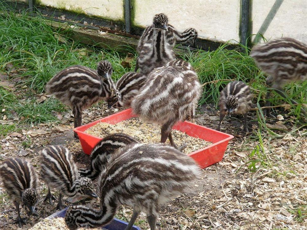 Runciman Berries And Emus B&B Ramarama Exterior photo